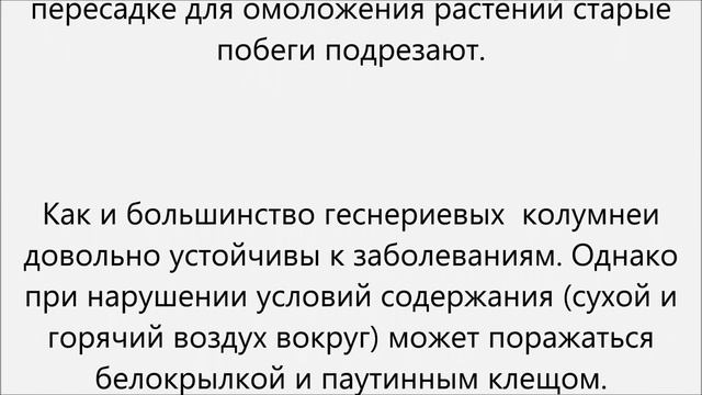 Колумнея уход