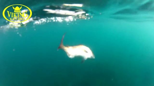 Hunting snapper with Viking Kayaks "bait rig tip" смотреть онлайн