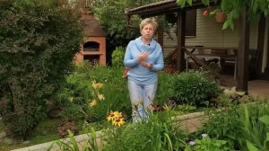 Все, что нужно знать о лилейниках ? Мои любимые сорта / Садовый гид