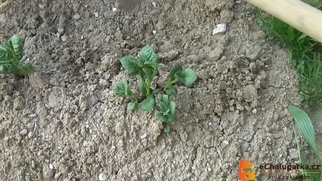 Jak pěstovat brambory. Solanum tuberosum смотреть онлайн