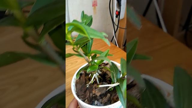 Орхидея онцидиум твикль и эпидендрум спустя три месяца) смотреть онлайн