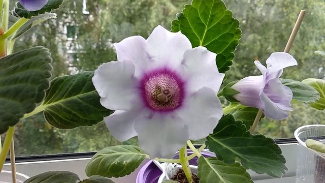 Цветение глоксиний первогодок смотреть онлайн