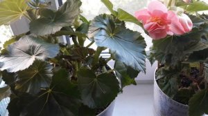 ПОЧЕМУ БЕГОНИЯ " ЭЛАТИОР " НЕ ЦВЕТЁТ - ВОЗМОЖНЫЕ ПРИЧИНЫ ?