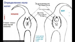 Как отличить кота от кошки?