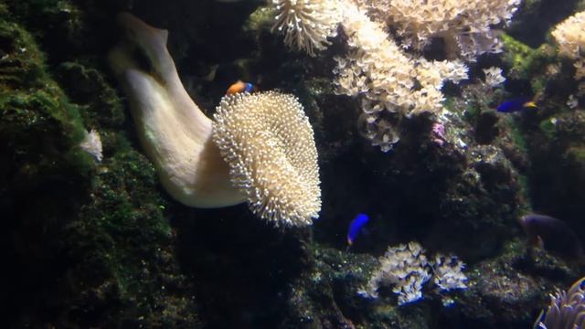 В океанариуме Сочи