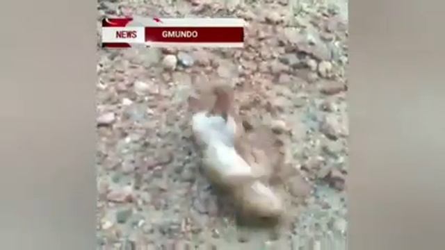 Гигантские шмели-убийцы ????? смотреть онлайн