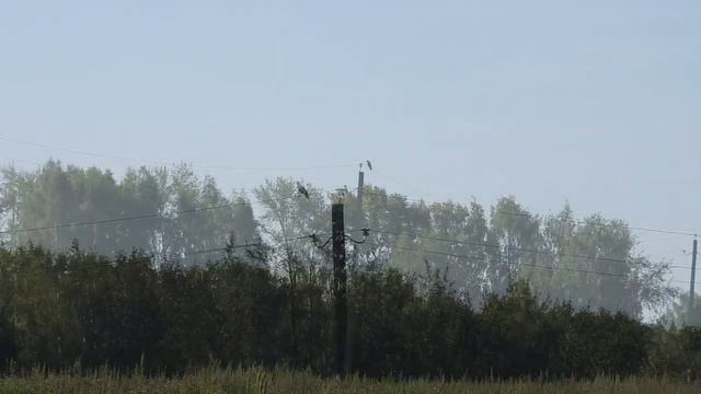 №3933 17 08 2023 Августовским утром смотреть онлайн