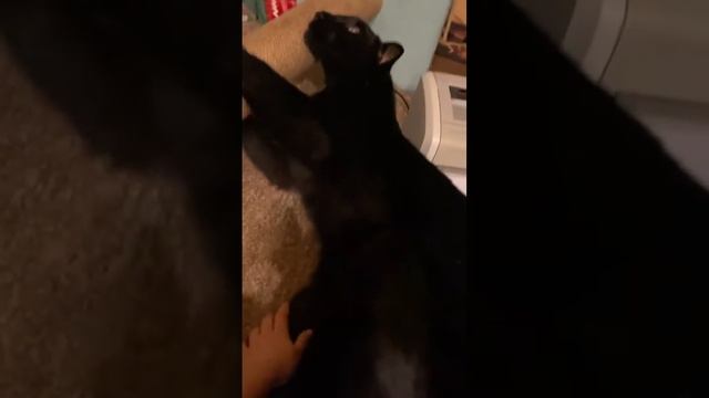 Мастер-класс по ленивой заточке когтей от пантеры Луны - luna_the_pantera@instagram смотреть онлайн