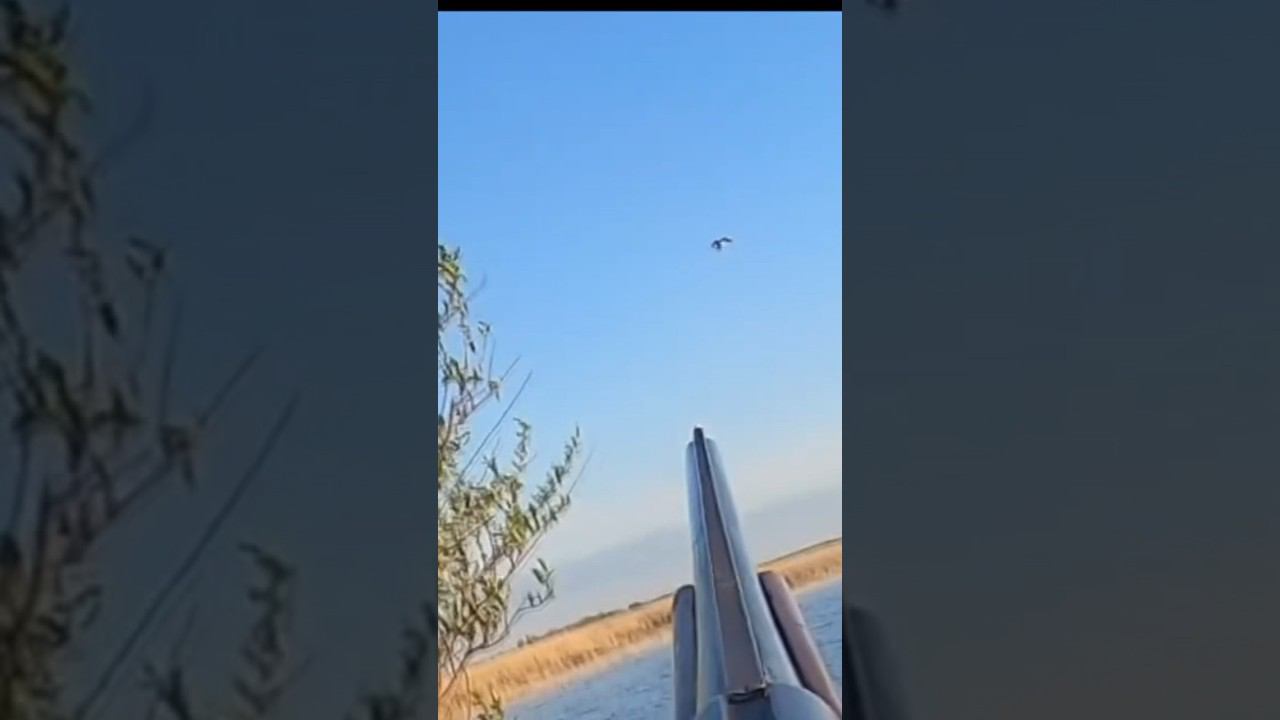 Шилохвость, досадный промах #охота #охотанагуся #охотанауток #охотаназайца #hunting смотреть онлайн