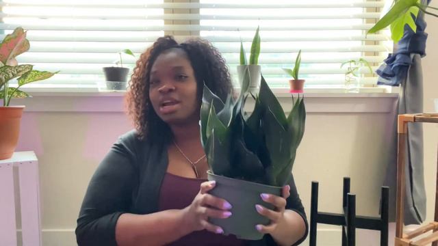 Plant Vlog | Aglaonema Pink Dalmatian | Sansevieria Black Dragon Unboxing | NaturallyNesh смотреть онлайн