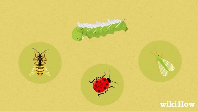 How to Kill Tomato Worms смотреть онлайн