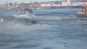 ШОКИРУЮЩЕЕ ВИДИО КАШАЛОТ НАПАДАЕТ НА ЛЮДЕЙ В ЛОДКЕ