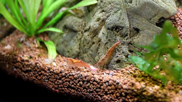 My 30L tank with Danio margaritatus and some shrimps смотреть онлайн