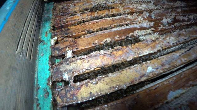 КОНЕЦ НОЯБРЯ, ЗИМОВКА ПЧЁЛ В ЗИМОВНИКАХ ОСМОТР ПОСЛЕ ОЧЕРЕДНЫХ МОРОЗОВ -27 смотреть онлайн