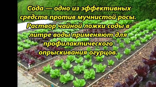 Сода на огороде смотреть онлайн