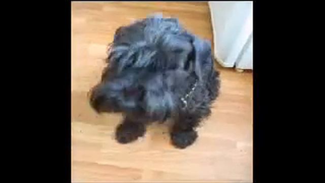 Цуня смотреть онлайн