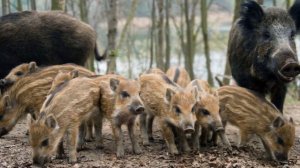 Разведение Диких Кабанов как бизнес идея