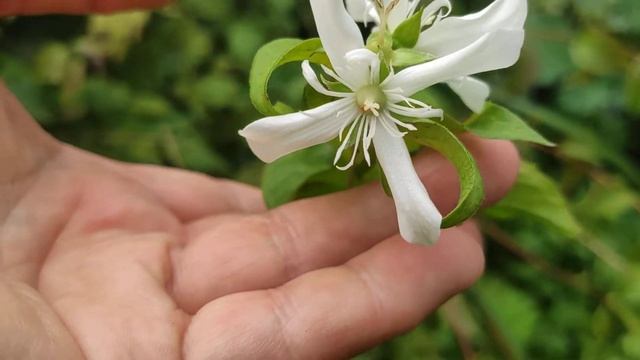 Чубушник "Ромашка" смотреть онлайн