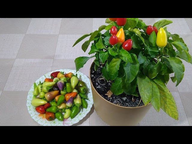 Маринованный острый перчик на зиму.