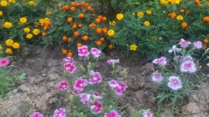 Гвоздика китайская махровая микс, семена за 4 рубля, то и меньше, что выросло