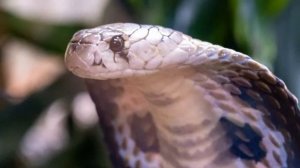 Рикки Тикки Тави