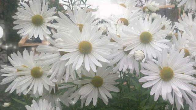 Откуда появились РОМАШКИ?(сказка для внучат) смотреть онлайн