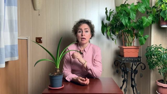 АМАРИЛЛИС отцвёл.. что дальше? смотреть онлайн