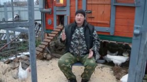 Глисты у  кур несушек, лечение.