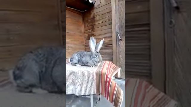 Немецкий Великан, Ризен, окрас агути смотреть онлайн