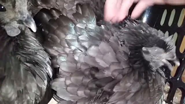 Broody Ayam Cemani смотреть онлайн