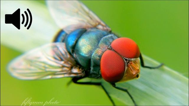 Housefly Sound Effect смотреть онлайн
