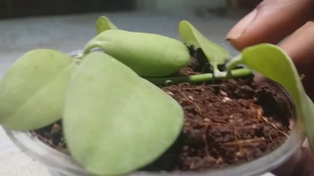 Propagation of Dischidia and Callisia||propagating succulent vines||String of Nickels||Turtle vine смотреть онлайн
