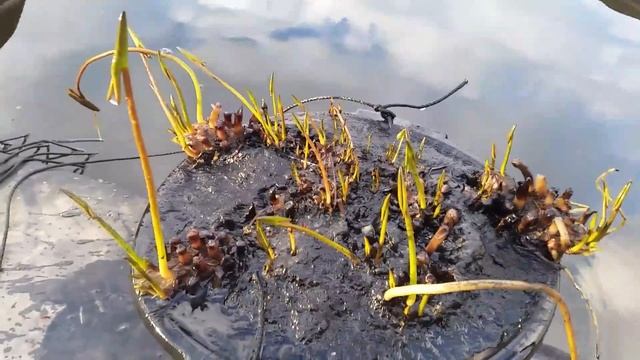 Зимовка нимфеи Burgundy Princess смотреть онлайн