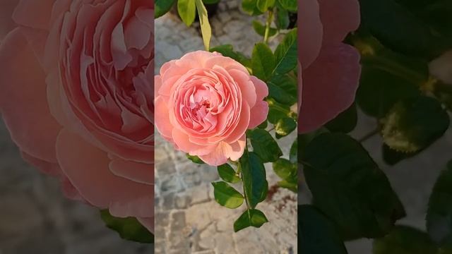 Kolner Flora Rose #kordesroses #shrubroses #fragrantrose #rosegarden #india смотреть онлайн