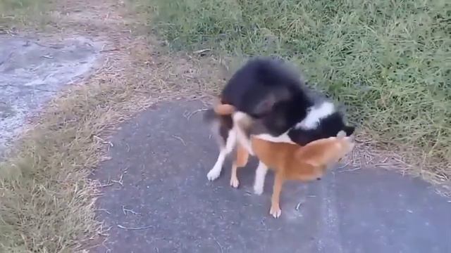 Street Dog breeding In Field Animal breeding Season online video cutter com смотреть онлайн