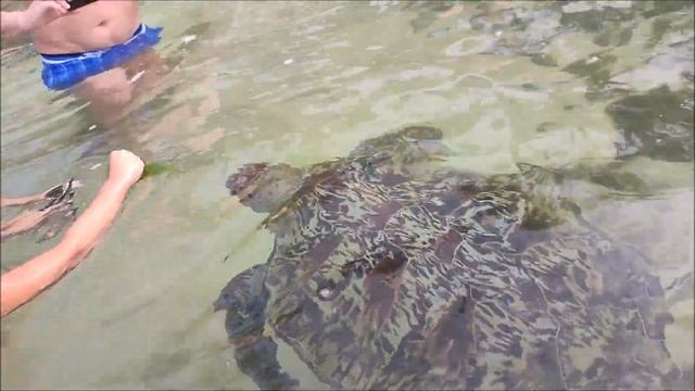 Шри Ланка , Пляж Виджая ЧЕРЕПАХИ. смотреть онлайн