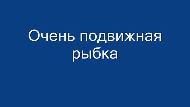 Харацинки в моем аквариуме смотреть онлайн