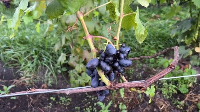 Виноград Каталония, Ромбик и Подарок Несветая в Беларуси (30.08.22) смотреть онлайн