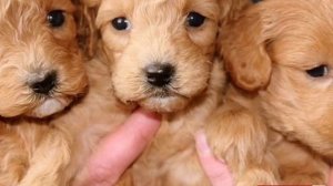 Ритуал на БЫСТРУЮ ПРОДАЖУ ЩЕНКОВ/#заговоры #обряды #обереги #ритуалбыстропродатьщенка