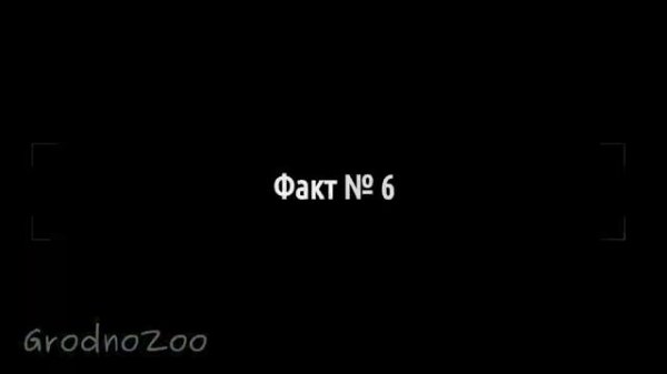 Амурский тигр: 10 интересных фактов/Amur Tiger: 10 interesting facts