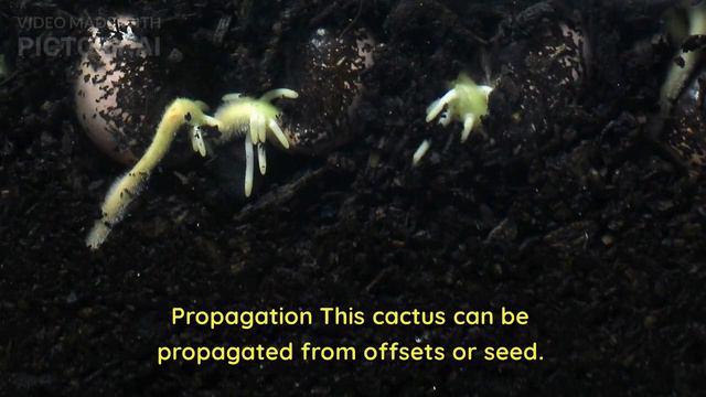 How to grow Gymnocalycium Mihanovichii hibotan" Moon Cactus" смотреть онлайн