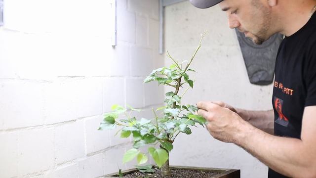 Winterlinde - Tilia cordata [Blattschnitt] | Bonsai VLog #80 смотреть онлайн