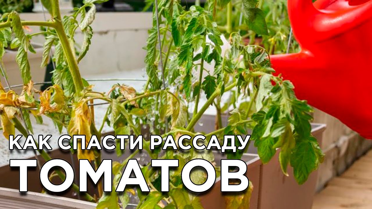 Почему у рассады томатов желтеют, сохнут и скручиваются листья? смотреть онлайн