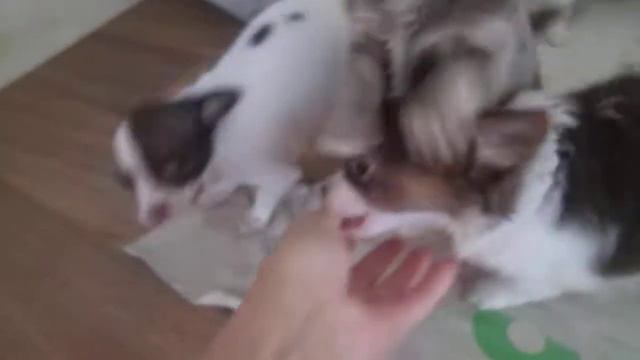 длинношерстные чишки 2 месяца смотреть онлайн