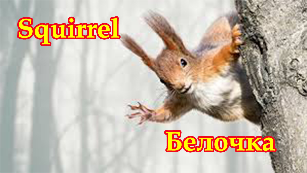 БЕЛКА. Белок ты менял.mp4 смотреть онлайн