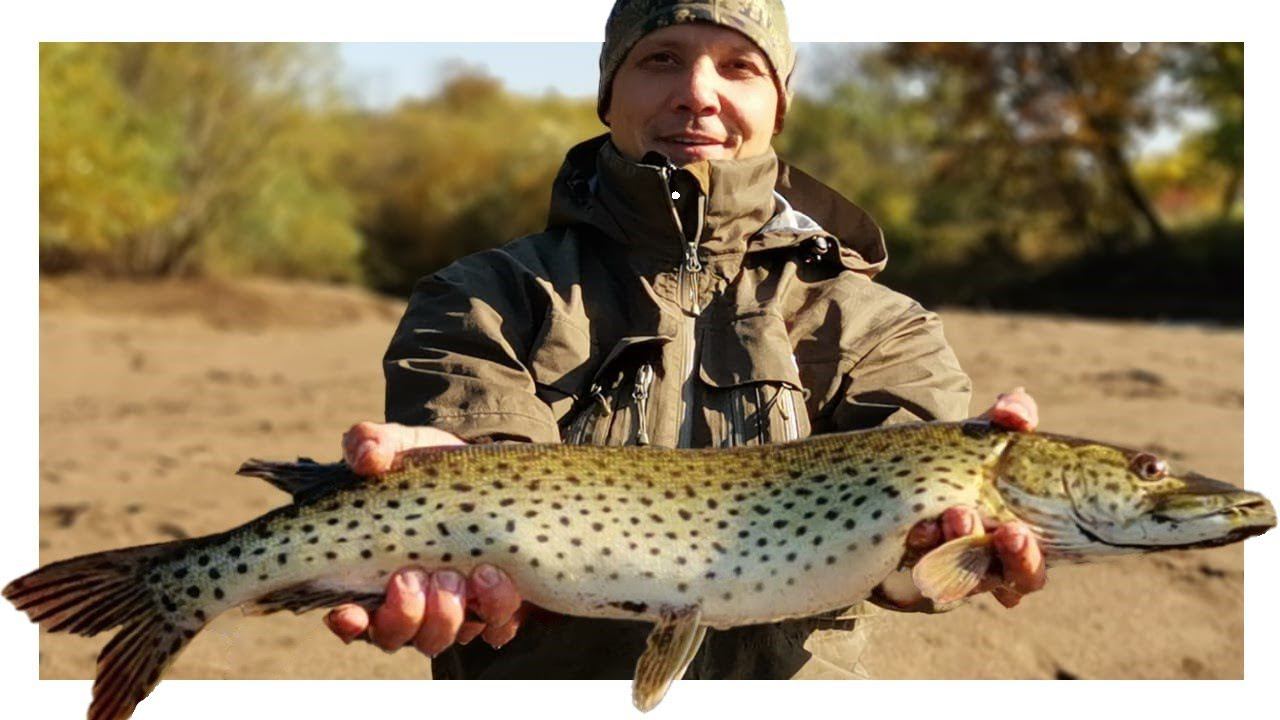 Жор щуки в Листопад. Ловля щуки в октябре. Щука осенью на спиннинг. смотреть онлайн