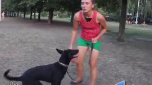 Почему собака не хочет играть с игрушками? Что  делать и как приучить собаку играть?