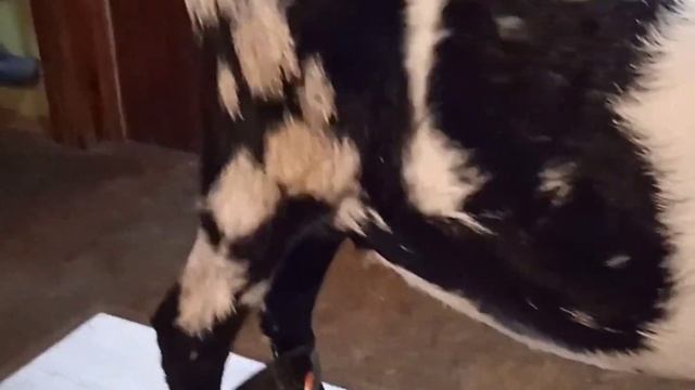 путы для фиксации ног козы при дойке смотреть онлайн