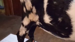 путы для фиксации ног козы при дойке