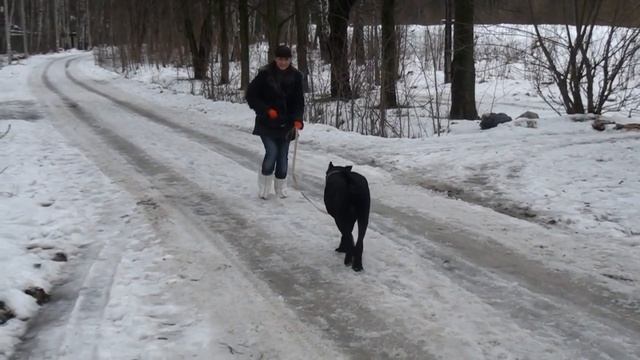 Диор | Воспитание упрямца! смотреть онлайн